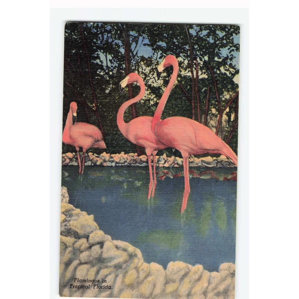 Vintage Flamingos in Tropical Florida Wild Animal Ranch Linen Postcard 193 F